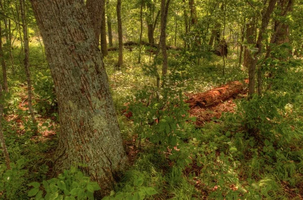 Le parc national du Père Hennepin est situé sur le lac Mille Lacs à Nort — Photo