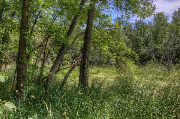 Le parc national du Père Hennepin est situé sur le lac Mille Lacs à Nort — Photo