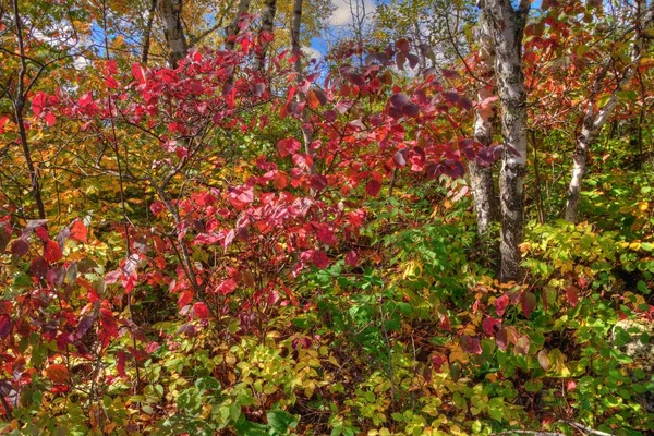 Pád barvy do věže Enger v Duluth Minnesota na podzim — Stock fotografie
