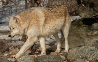 Uluslararası kurt Merkezi Ely, Minnesota birkaç G evler