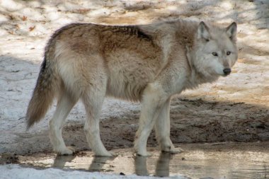 Uluslararası kurt Merkezi Ely, Minnesota birkaç G evler