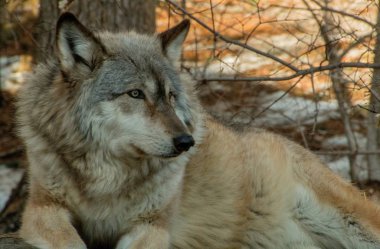 Uluslararası kurt Merkezi Ely, Minnesota birkaç G evler