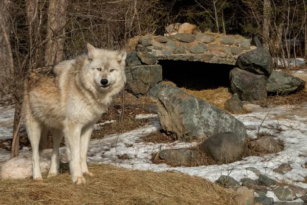 El Centro Internacional del Lobo en Ely, Minnesota alberga varios G — Foto de Stock