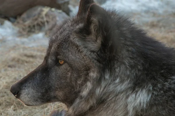 El Centro Internacional del Lobo en Ely, Minnesota alberga varios G — Foto de Stock