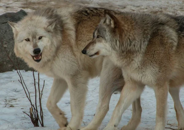 El Centro Internacional del Lobo en Ely, Minnesota alberga varios G — Foto de Stock