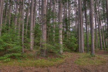 Amnicon State Park, Wisconsin kış aylarında