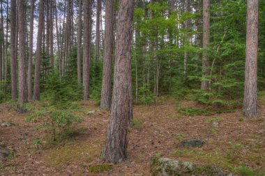 Amnicon State Park, Wisconsin kış aylarında