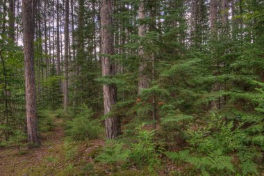 Amnicon State Park, Wisconsin kış aylarında
