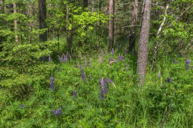 Hawk Ridge, Duluth, Minnesota