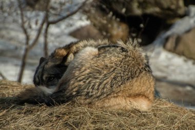 Uluslararası kurt Merkezi Ely, Minnesota birkaç büyük kurtlar evler