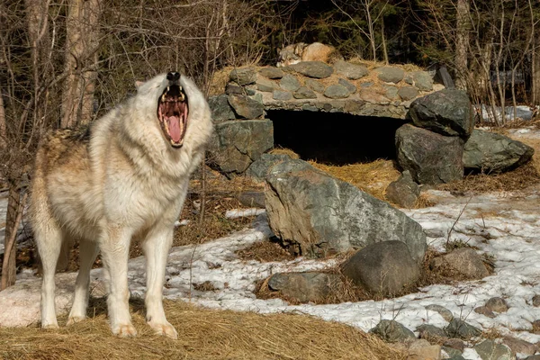 在明尼苏达州伊利的国际狼中心, 有几个大狼 — 图库照片