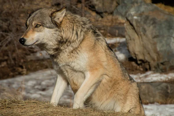 El Centro Internacional de Lobos en Ely, Minnesota alberga varios Grandes Lobos — Foto de Stock