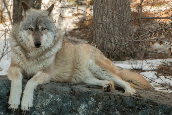 在明尼苏达州伊利的国际狼中心, 有几个大狼 — 图库照片