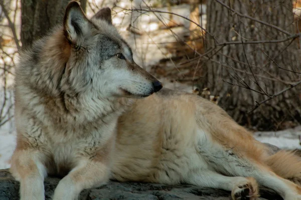 El Centro Internacional de Lobos en Ely, Minnesota alberga varios Grandes Lobos — Foto de Stock