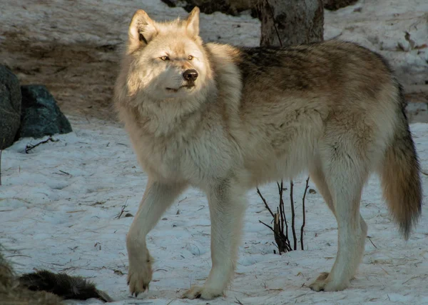Το διεθνές κέντρο λύκου σε Ely, Μινεσότα στεγάζει πολλές μεγάλες λύκοι — Φωτογραφία Αρχείου