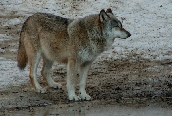 El Centro Internacional de Lobos en Ely, Minnesota alberga varios Grandes Lobos — Foto de Stock