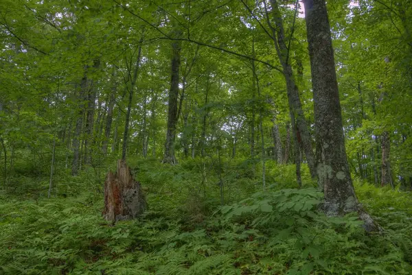 Jay Cooke státní Park je na řece St. Louis jižně od Duluth v Minnesotě — Stock fotografie