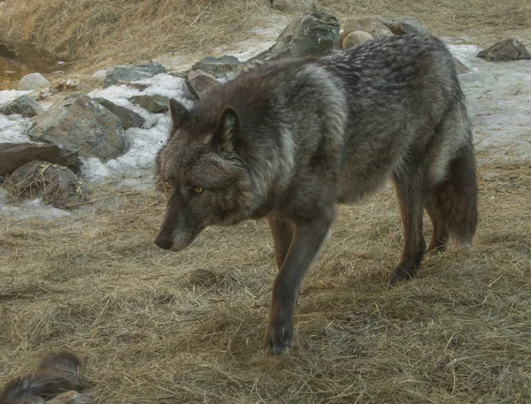 O International Wolf Center em Ely, Minnesota, abriga vários Grandes Lobos — Fotografia de Stock