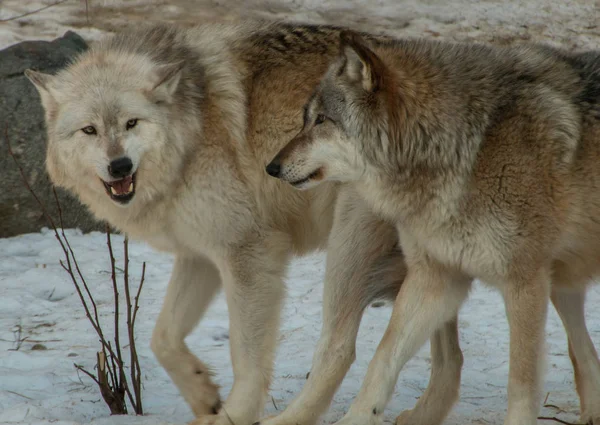 El Centro Internacional de Lobos en Ely, Minnesota alberga varios Grandes Lobos — Foto de Stock
