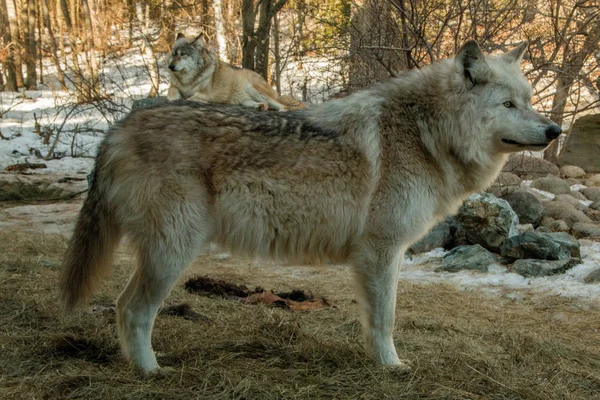 El Centro Internacional de Lobos en Ely, Minnesota alberga varios Grandes Lobos — Foto de Stock