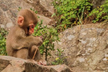 Jigokudani maymun Park Ja'da maymun görmek için harika bir yerdir