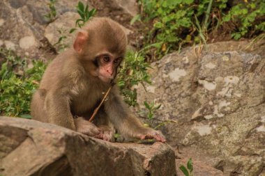 Jigokudani maymun Park Ja'da maymun görmek için harika bir yerdir
