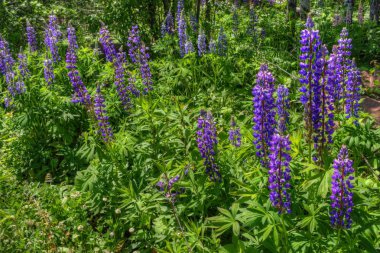 Hawk Ridge, Duluth, Minnesota