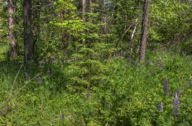 Hawk Ridge, Duluth, Minnesota