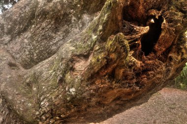 Kış aylarında Tomoka State Park Florida, ABD