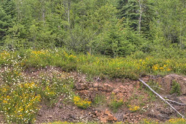 Buttterwort Scientific Area est situé près de Grand Marais, Minnesota — Photo