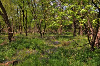 Leif Ericson büyük Sioux Floodplane üzerinde Sioux Falls, Güney Dakota bir YMCA kampı
