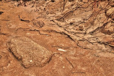 Daytona Beach, Florida Washington Oaks Garden State Park olduğunu