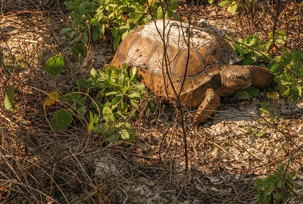 Leuchtturm Point State Park liegt an der Küste von Florida — Stockfoto