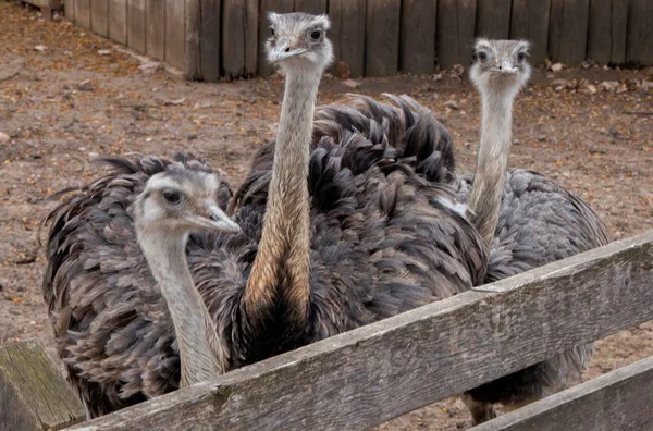 O Jardim Zoológico Great Plains em Sioux Falls, Dakota do Sul é uma família de fr — Fotografia de Stock