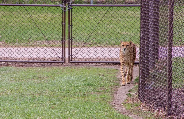 El zoológico Great Plains en Sioux Falls, Dakota del Sur es una familia —  Fotos de Stock