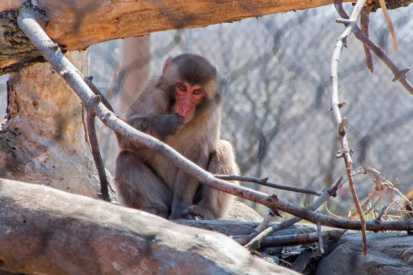 The Great Plains Zoo in Sioux Falls, South Dakota is a family fr