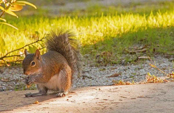 Ponce De Leon Lighthouse Park durante o inverno — Fotografia de Stock