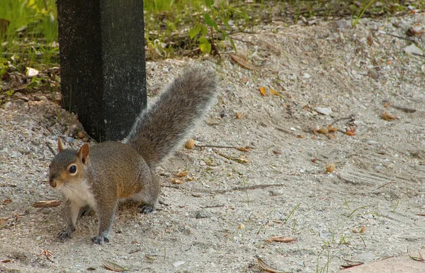 Ponce De Leon Lighthouse Park zimą — Zdjęcie stockowe