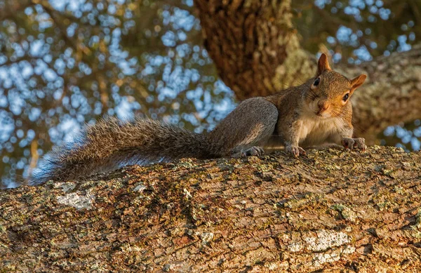 Ponce De Leon Lighthouse Park durante o inverno — Fotografia de Stock