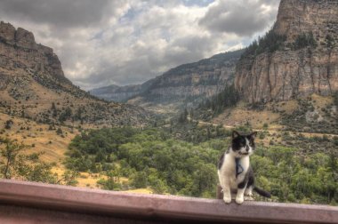 Luna macera kitty dünya araştırıyor