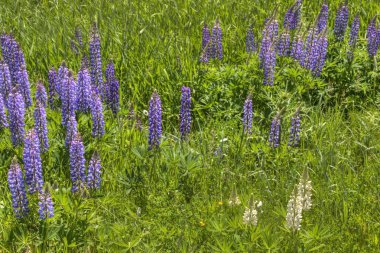 Minnesota yaz aylarında lupines