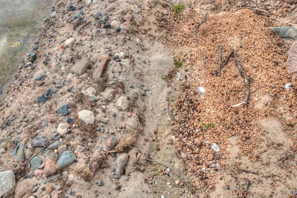 Os milhares de cartuchos de caracol são evidência do Fauce invasivo — Fotografia de Stock