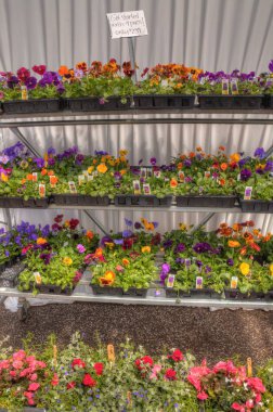 Minnesota bir bahçe merkezinde büyüyen bitkiler