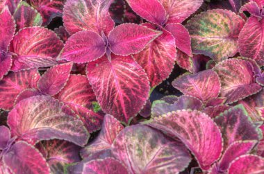 Minnesota bir bahçe merkezinde büyüyen bitkiler