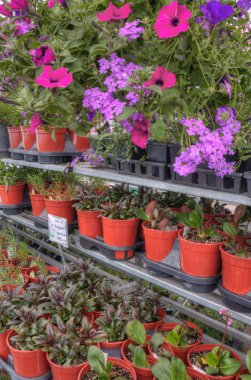 Minnesota bir bahçe merkezinde büyüyen bitkiler