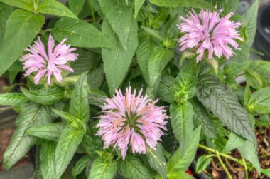 Minnesota bir bahçe merkezinde büyüyen bitkiler