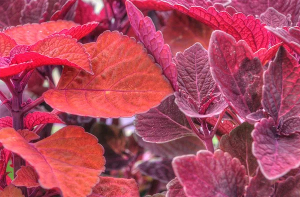 Växter som växer i en Garden Center i Minnesota — Stockfoto