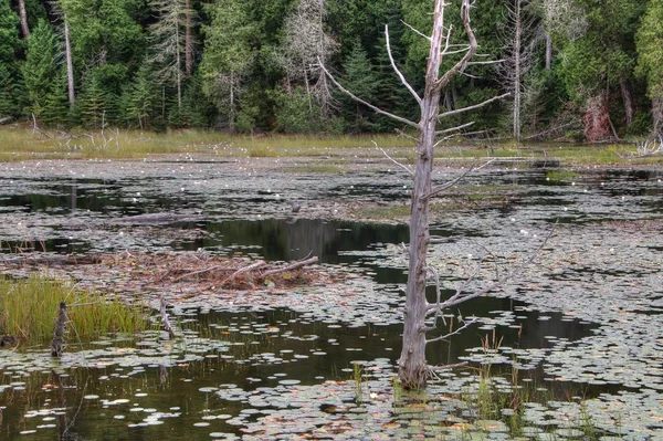 Lago Superior Provincial Park está en la orilla del lago en el norte de Ontario, Canadá — Foto de Stock