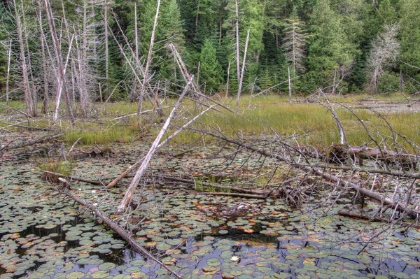 Lake Superior Provincial Park si trova sulla riva del lago nell'Ontario settentrionale, Canada — Foto Stock