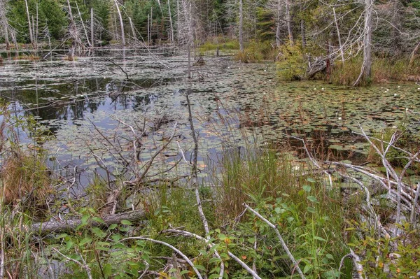 Επαρχιακό πάρκο Lake Superior είναι στην όχθη της λίμνης στο Βόρειο Οντάριο, Καναδάς — Φωτογραφία Αρχείου